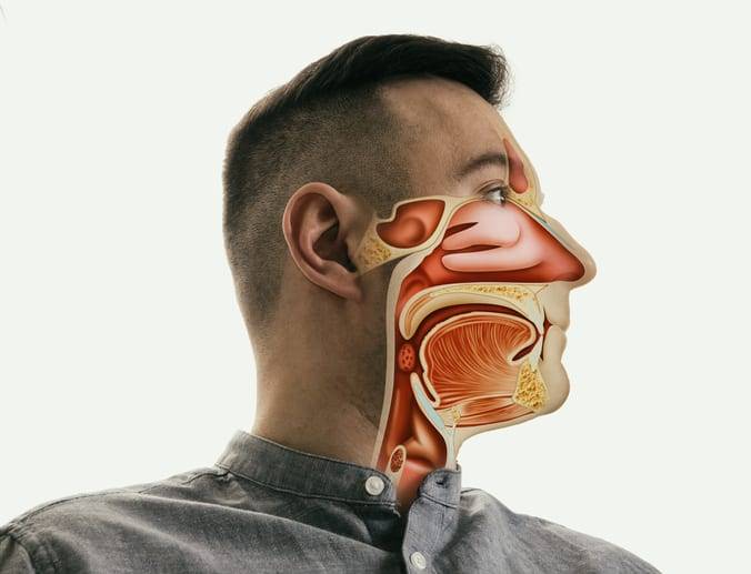 Anatomy of the mouth, throat and nose
