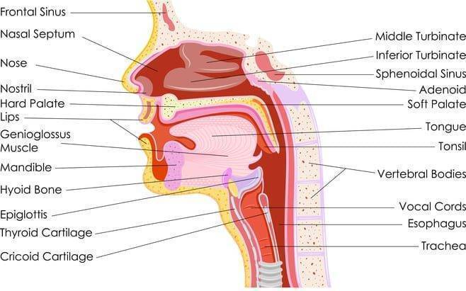 throat diagram